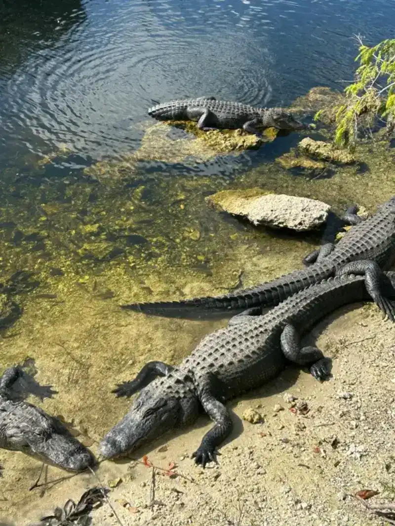 Everglades in Florida United States with HelloRoam eSIM data plan connectivity while traveling