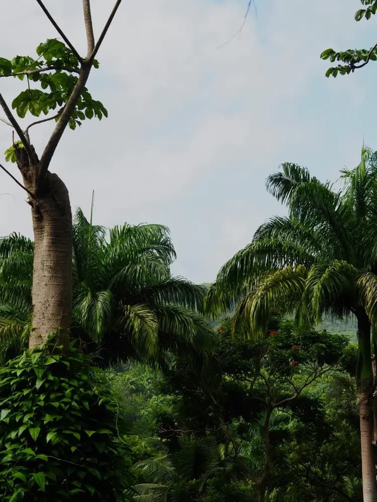 Stay connected in Holetown Barbados with a HelloRoam eSIM data plan for travelers