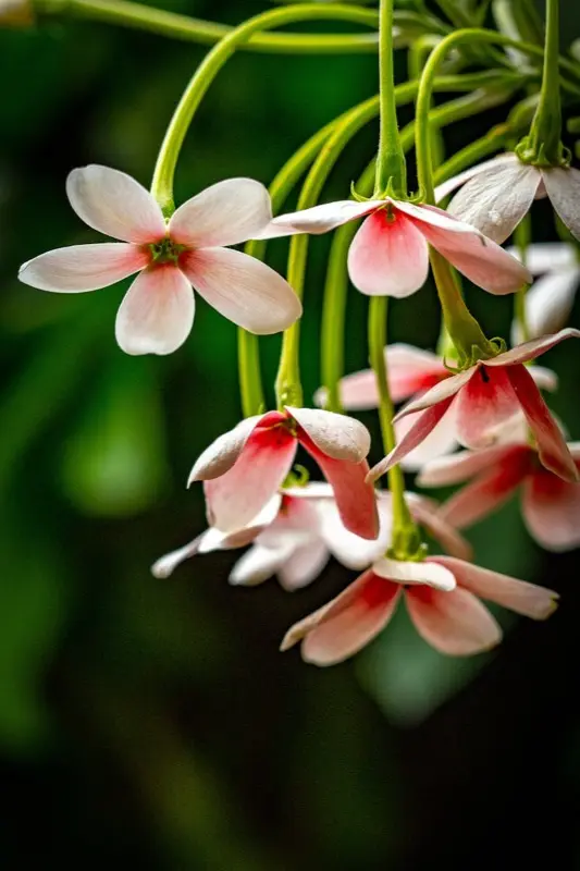 Burkina Faso — HelloRoam eSIM coverage