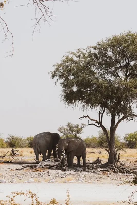 Botswana — mobile connectivity coverage