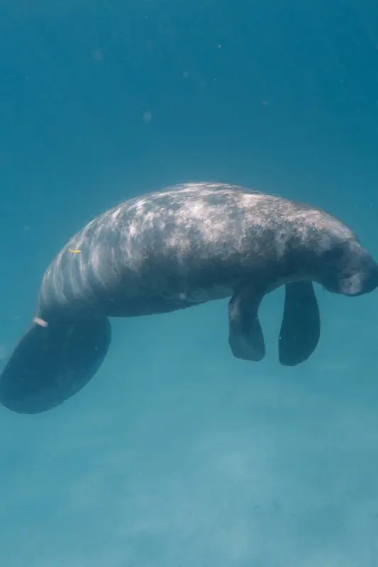 Belice — mobile connectivity coverage