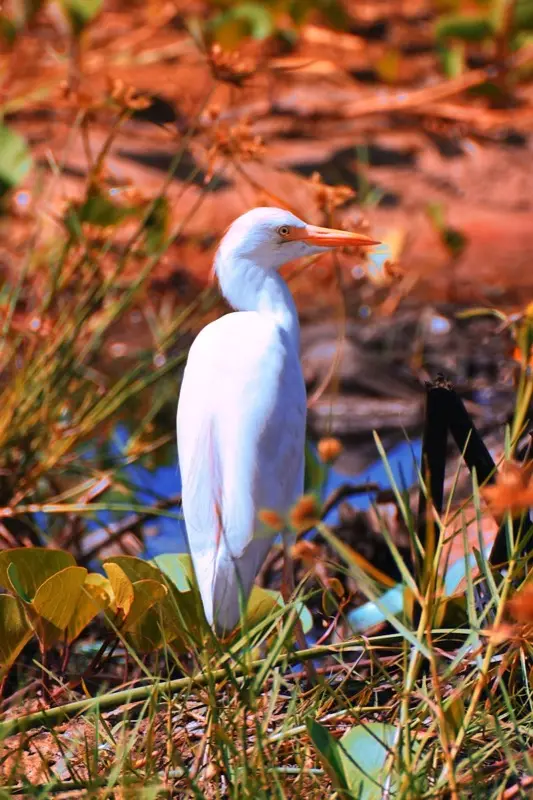 الكونغو - برازافيل — mobile connectivity coverage
