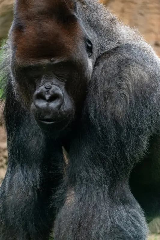Congo — HelloRoam eSIM coverage