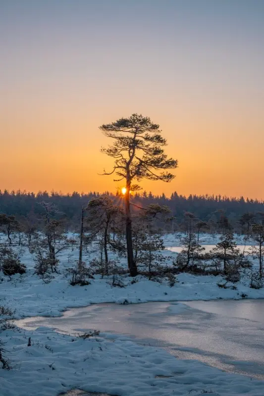 Észtország — mobile connectivity coverage