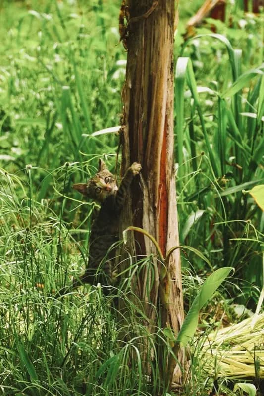 Gabon — mobile connectivity coverage