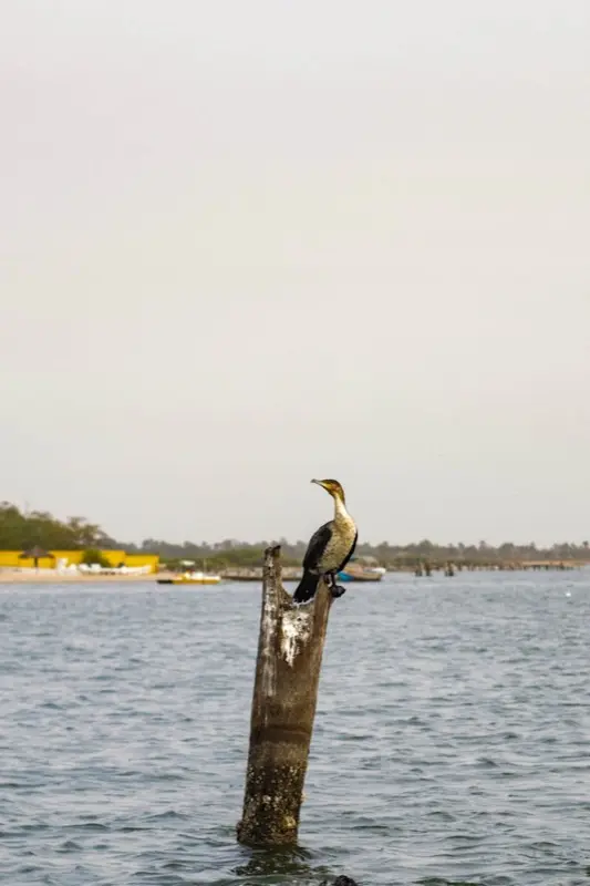 Gambia — best time to visit