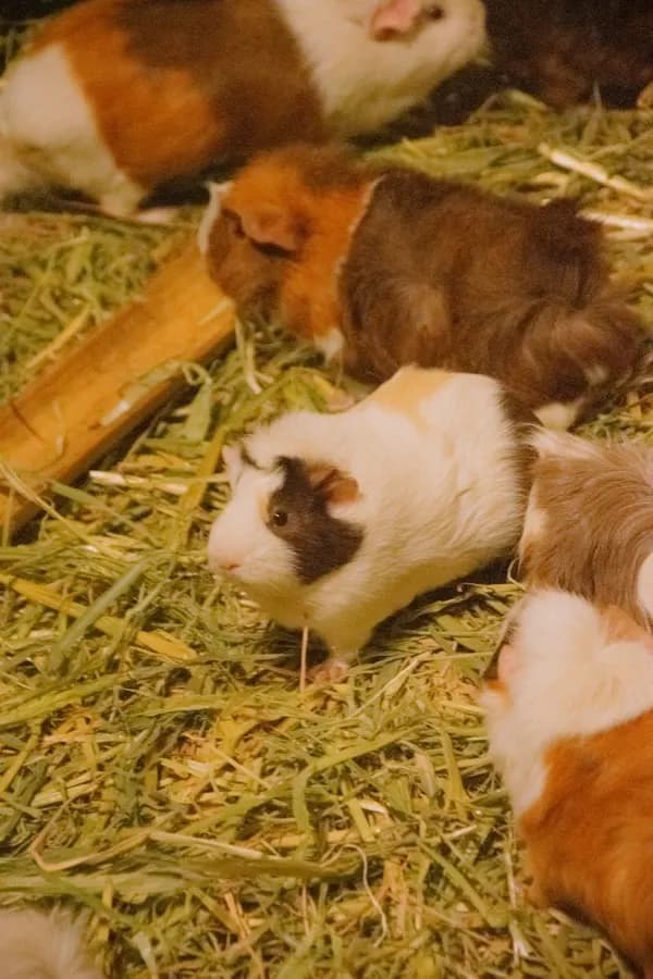 eSIM N'Zérékoré - بازار پررونق شهری N'Zérékoré در جنگلهای گرمسیری گینه