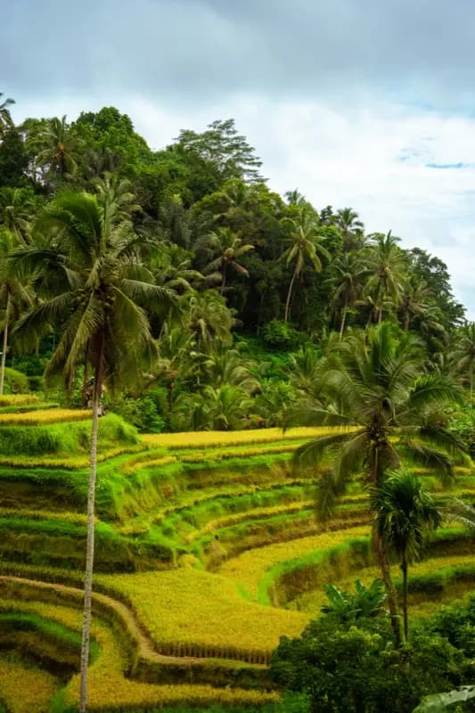 Ubud Rice Terraces ar HelloRoam eSIM datu plānu ceļotāju savienojamībai