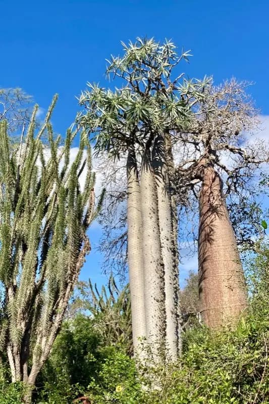 Madagaskar — best time to visit