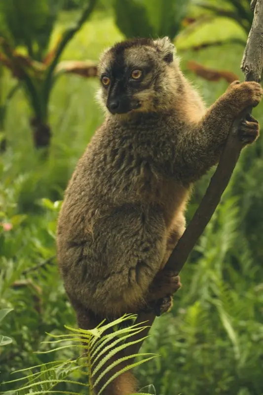 Madagaskar — mobile connectivity coverage