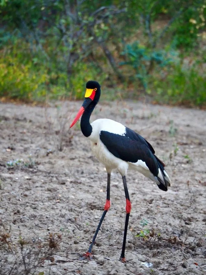 eSIM 姆祖祖馬拉維 - 東非馬拉威湖北部高原城市旅行實景