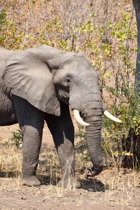 Malawi — HelloRoam eSIM coverage