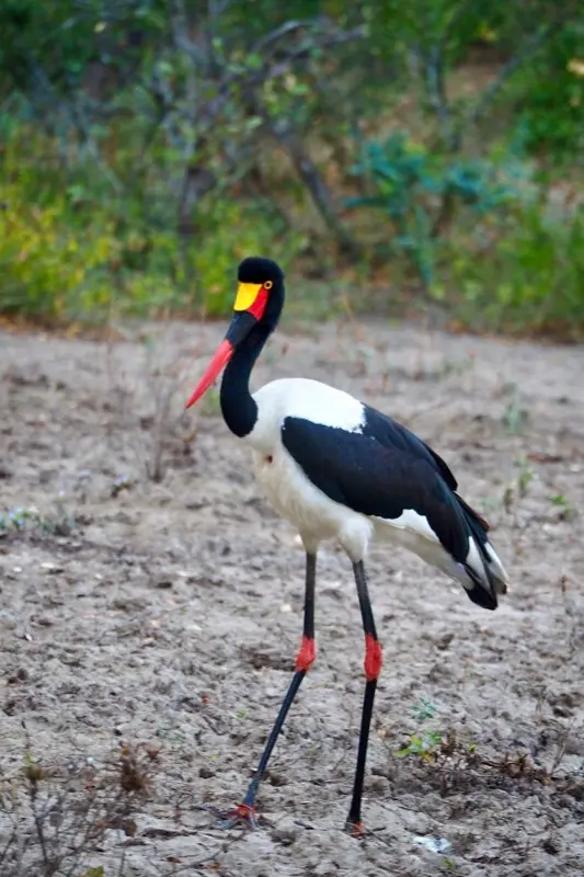 Malawi — mobile connectivity coverage