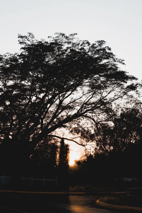eSIM Chinandega Nicaragua - Zuckerrohrfelder mit dem Vulkan San Cristóbal im Hintergrund