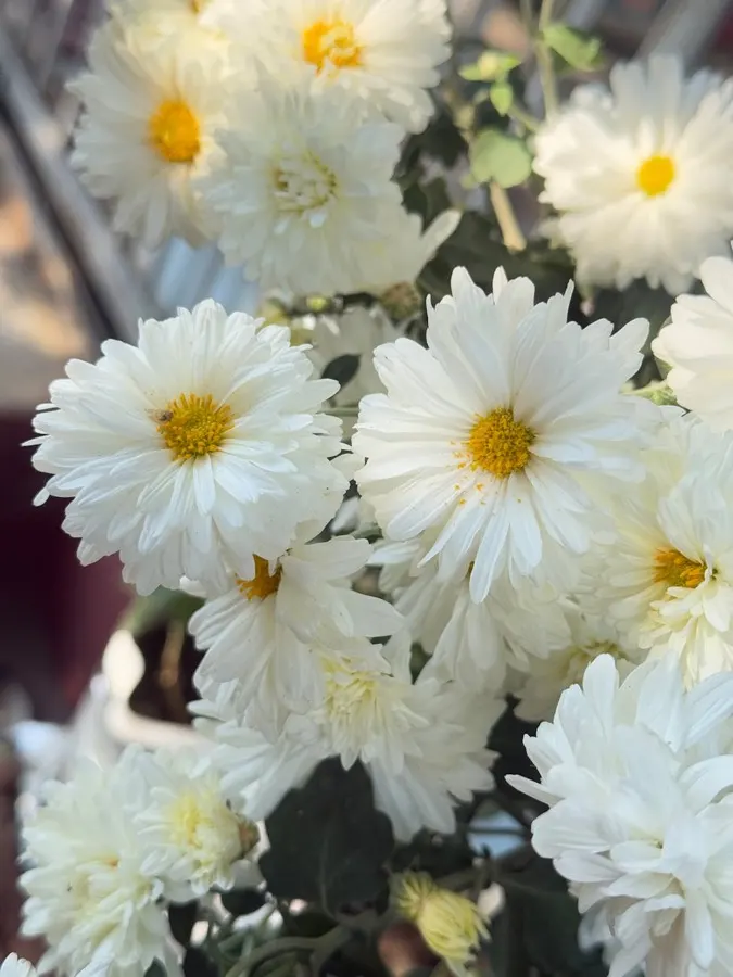 سیمکارت الکترونیکی HelloRoam برای بیراتناگار نپال با پوشش داده محلی