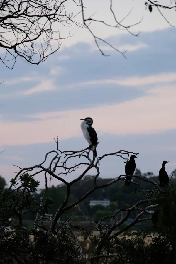 Mount Maunganui ugnikalnio forma paplūdimyje su mėlyna jūra Taurangos įlankoje