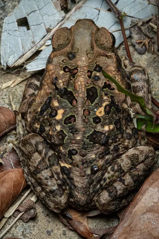 スリナム — best time to visit