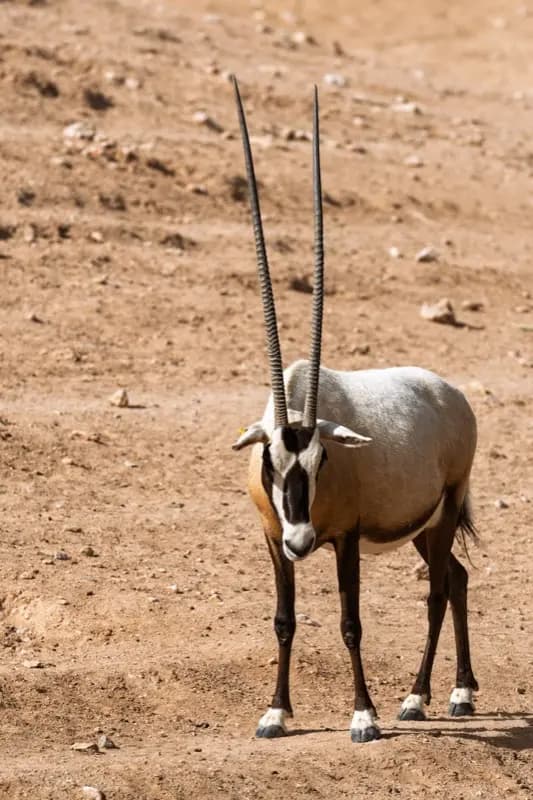 Chad — mobile connectivity coverage