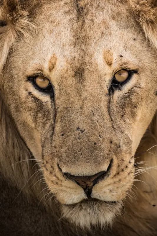 Sansibar — HelloRoam eSIM coverage