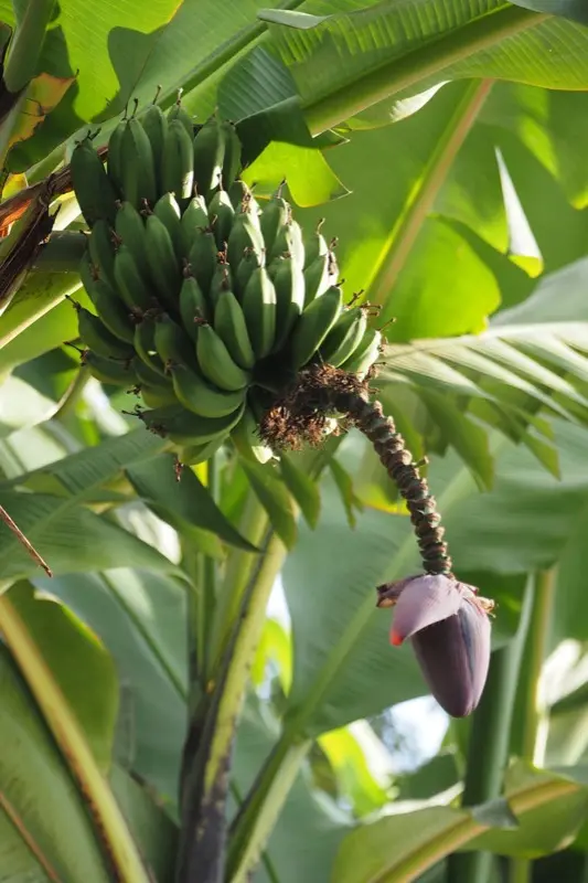 Uganda — best time to visit