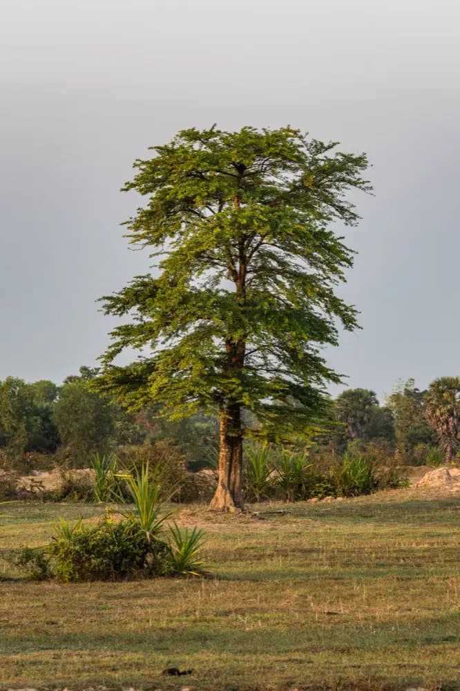 Mobile data in Chipata Zambia with HelloRoam eSIM plans for international travelers