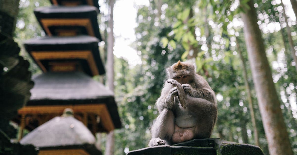 Monyet duduk tenang di depan pura Bali yang hijau, aktivitas things to do in ubud