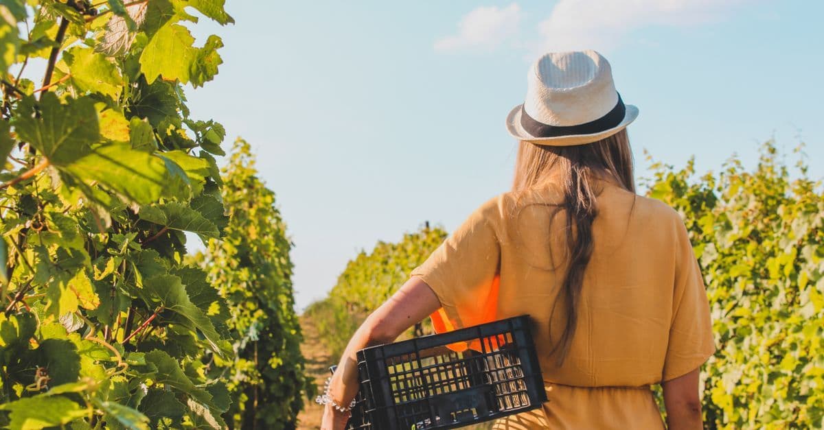 A woman in a sunhat carries a crate through a sunny vineyard, evoking travel and seasonal work in New Zealand.