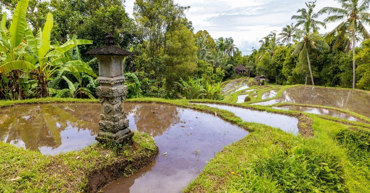 Terraced rice paddies surrounded by lush tropical greenery illustrate Bali's contrasting dry and wet seasons