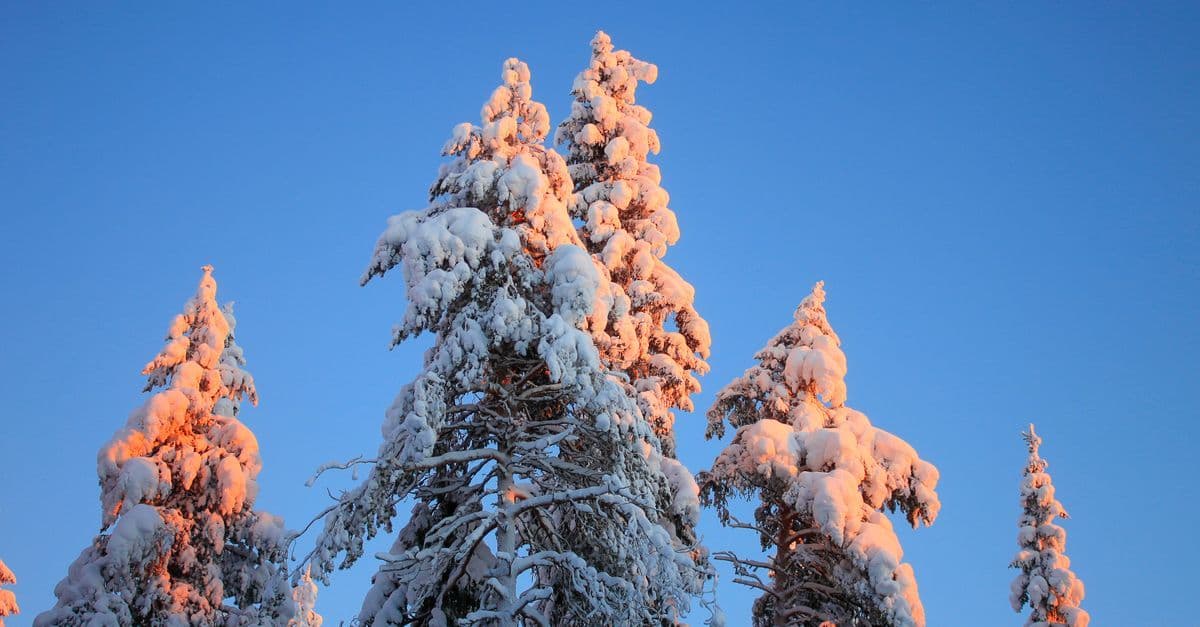 Snow-covered pine trees glow pink in the low winter sunlight beneath a clear blue sky.