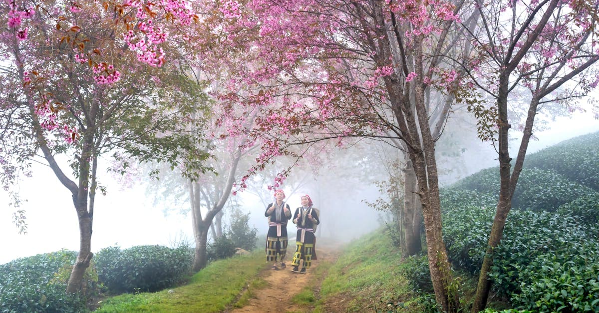 ซากุระญี่ปุ่น 2026: คู่มือชมซากุระฉบับสมบูรณ์สำหรับนักท่องเที่ยวไทย