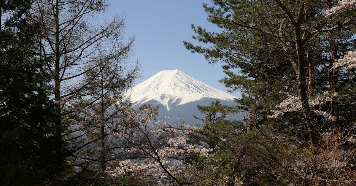 Mount Fuji framed by cherry blossoms in Fujiyoshida, the final highlight of a 16-day japan itinerary