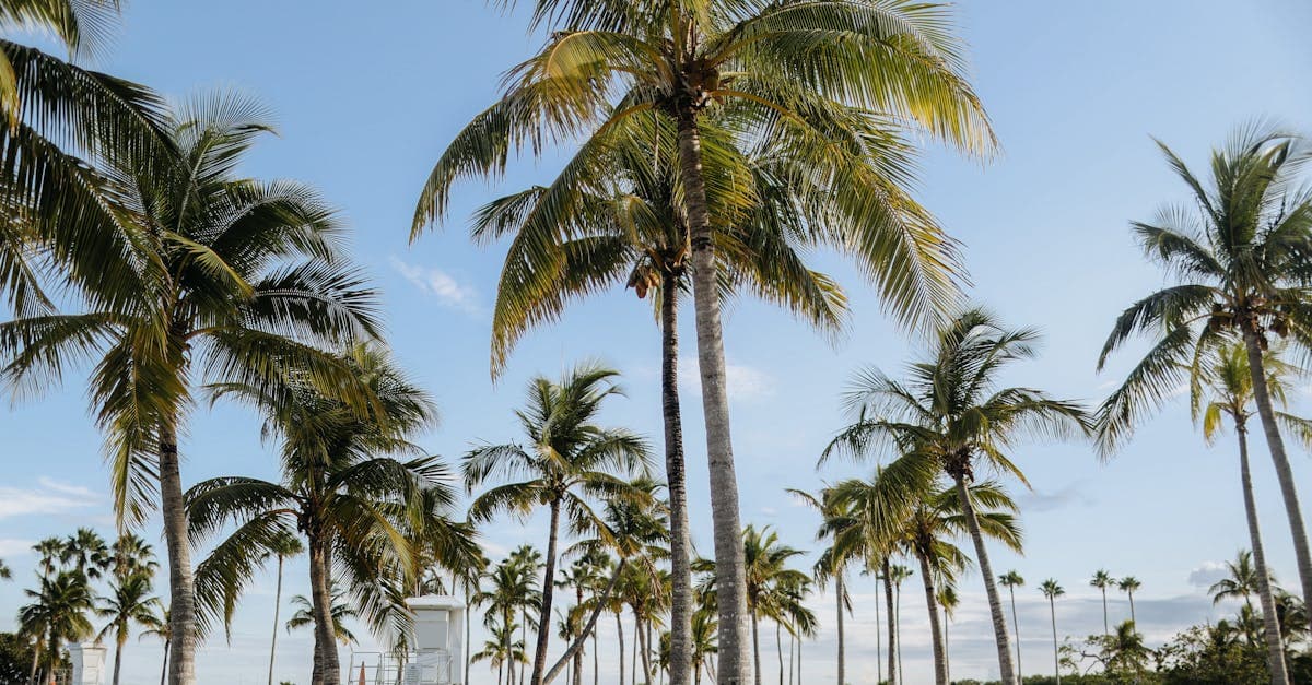Florida Weather: a Month-by-Month Guide for Canadian Travellers - eSIM travel guide by HelloRoam