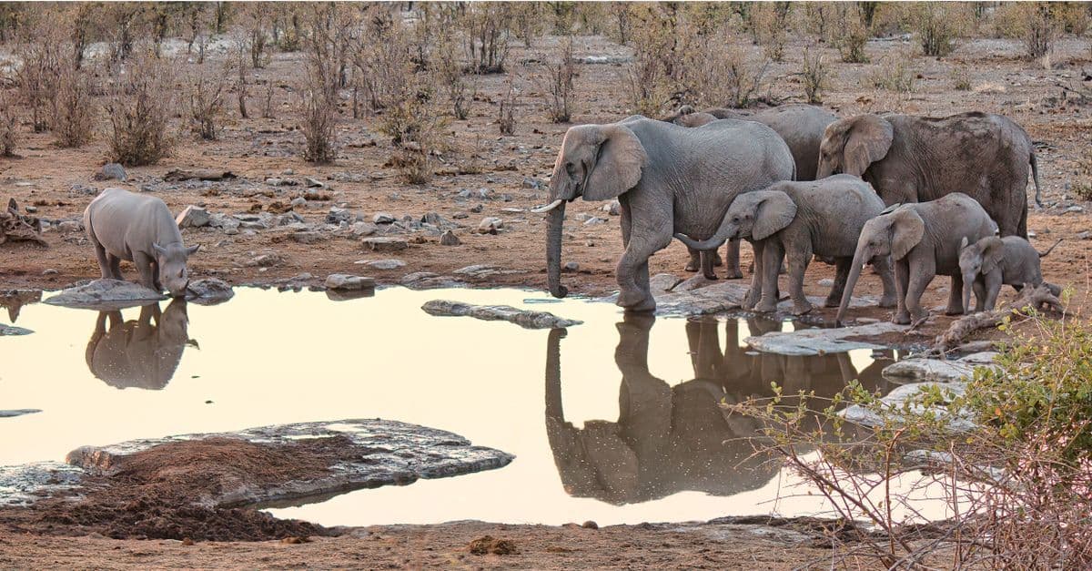 Elefanti adulti e piccoli bevono a una pozza d’acqua nel paesaggio arido della Namibia.