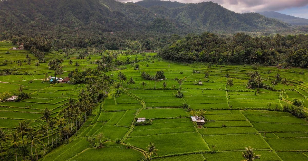 Luftaufnahme von Balis grünen Reisterrassen vor bewölktem Bergpanorama in der Region Ubud