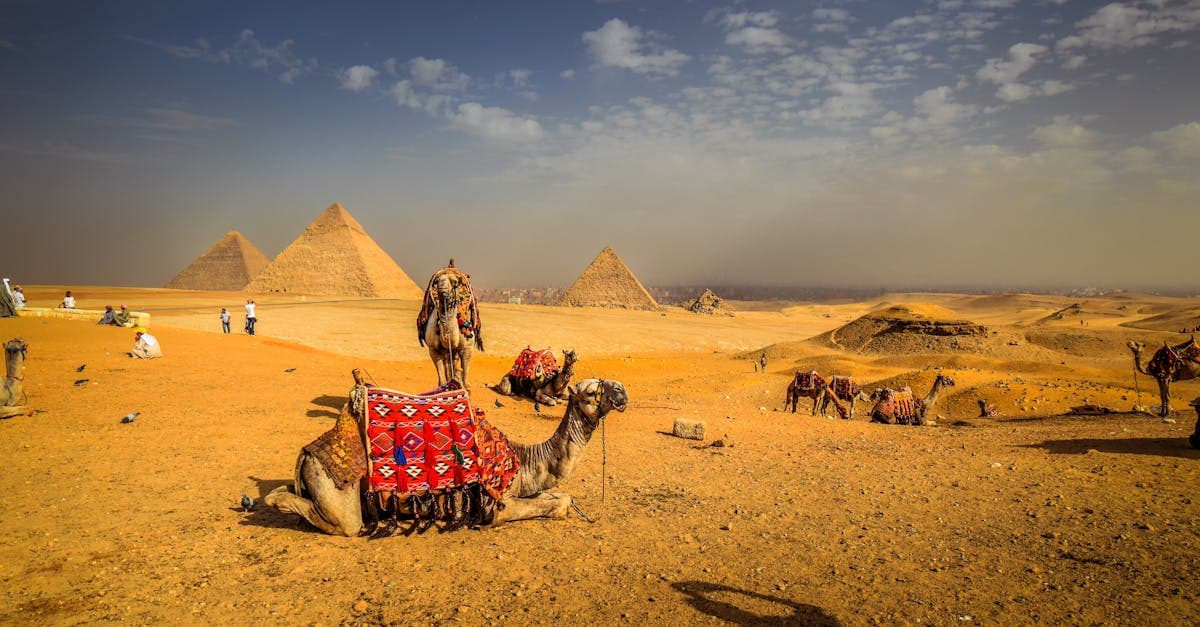 Kameler hviler foran de ikoniske pyramider i den egyptiske ørken på egypten rejser