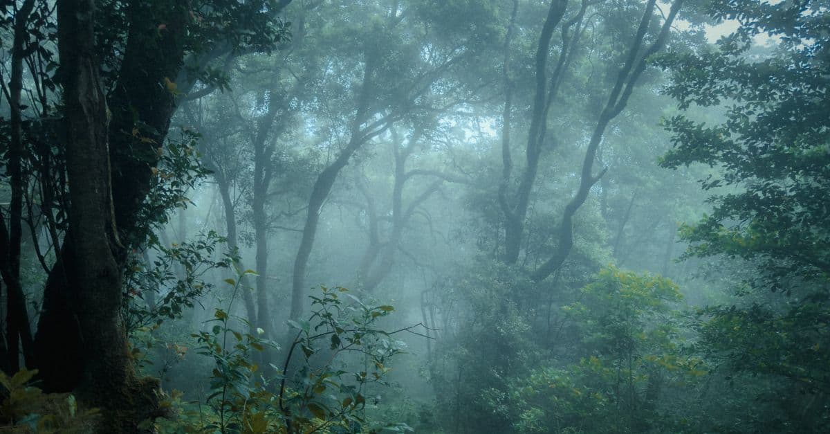 Misty green forest with tall trees and fog filtering pale light through the leafy canopy.