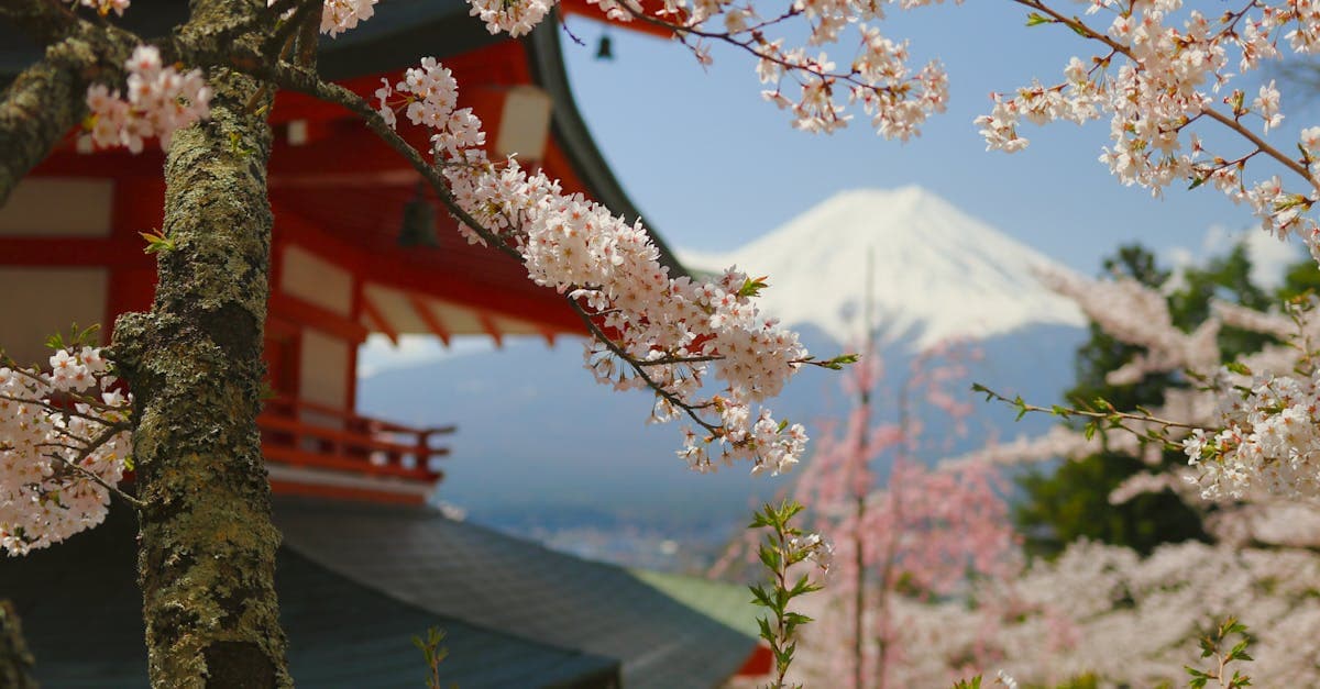 Chureito Pagoda surrounded by cherry blossoms with Mount Fuji: spring is the best time to visit Japan