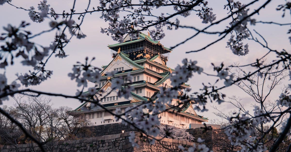 Osaka Castle surrounded by cherry blossoms in full bloom, a stunning sight on any spring japan itinerary