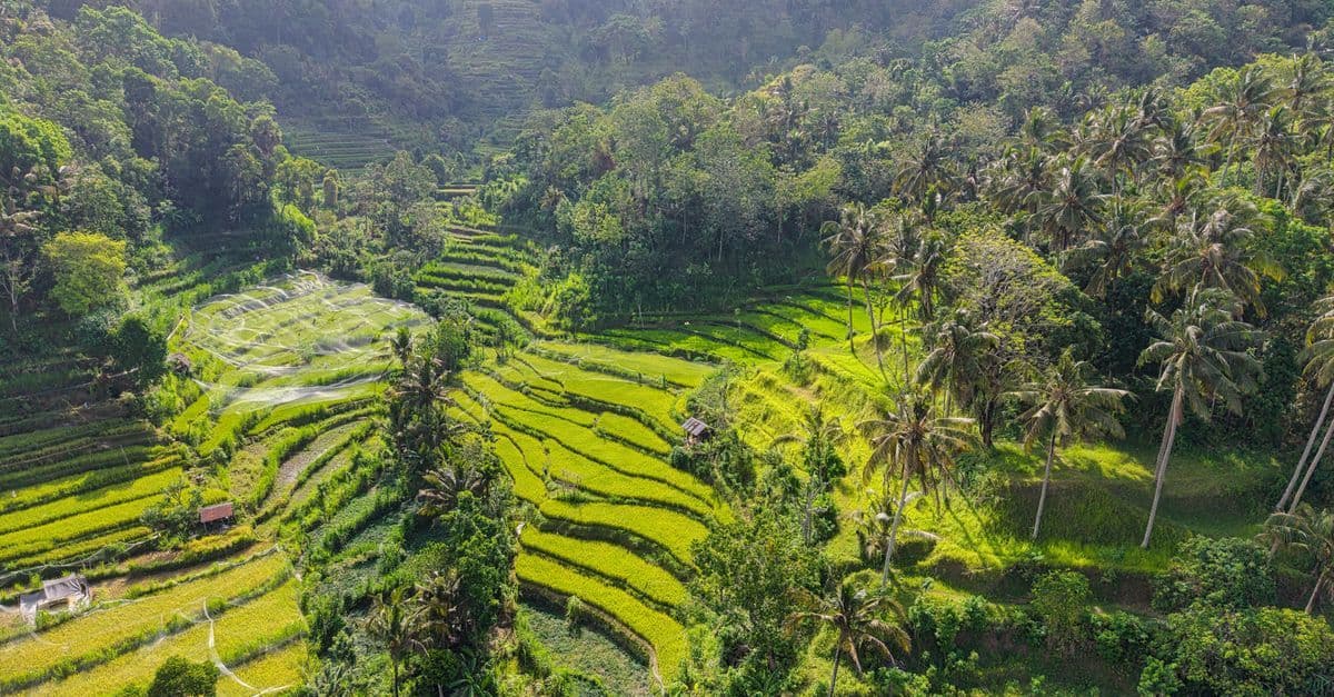 Luftaufnahme leuchtend grüner Reisterrassen in Bali während der kühlsten Monate mit tropischem Regenwald