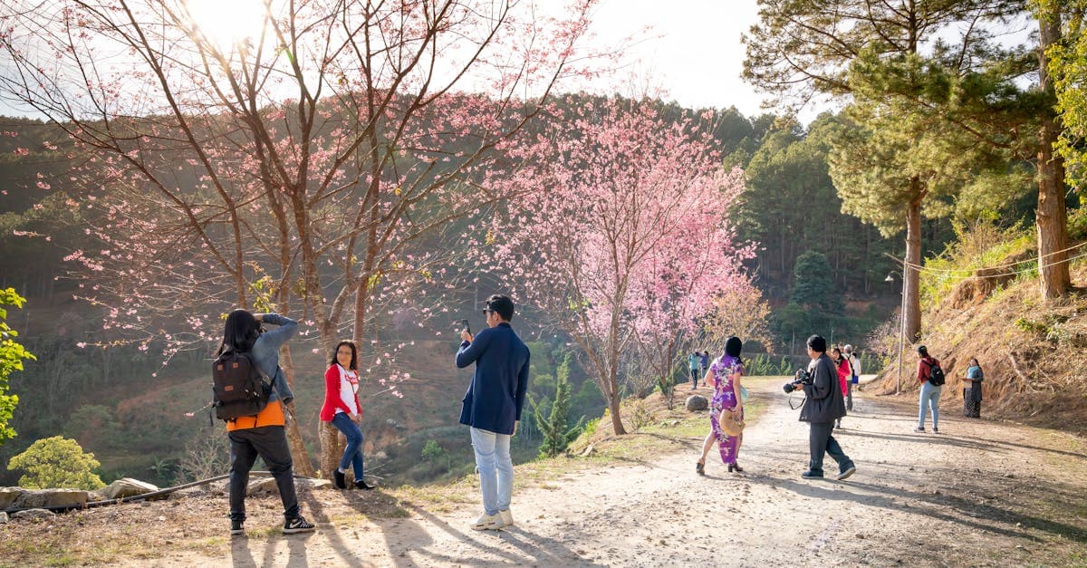 นักท่องเที่ยวเดินชมดอกซากุระญี่ปุ่นบนเส้นทางริมหน้าผาที่มีดอกไม้สีชมพูบานรายล้อม