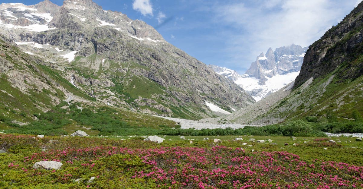 Kleurrijke bloemen voor besneeuwde bergtoppen in Saint-Christophe-en-Oisans, bereikbaar met een travel eSIM tijdens alpe d'huzes 2026