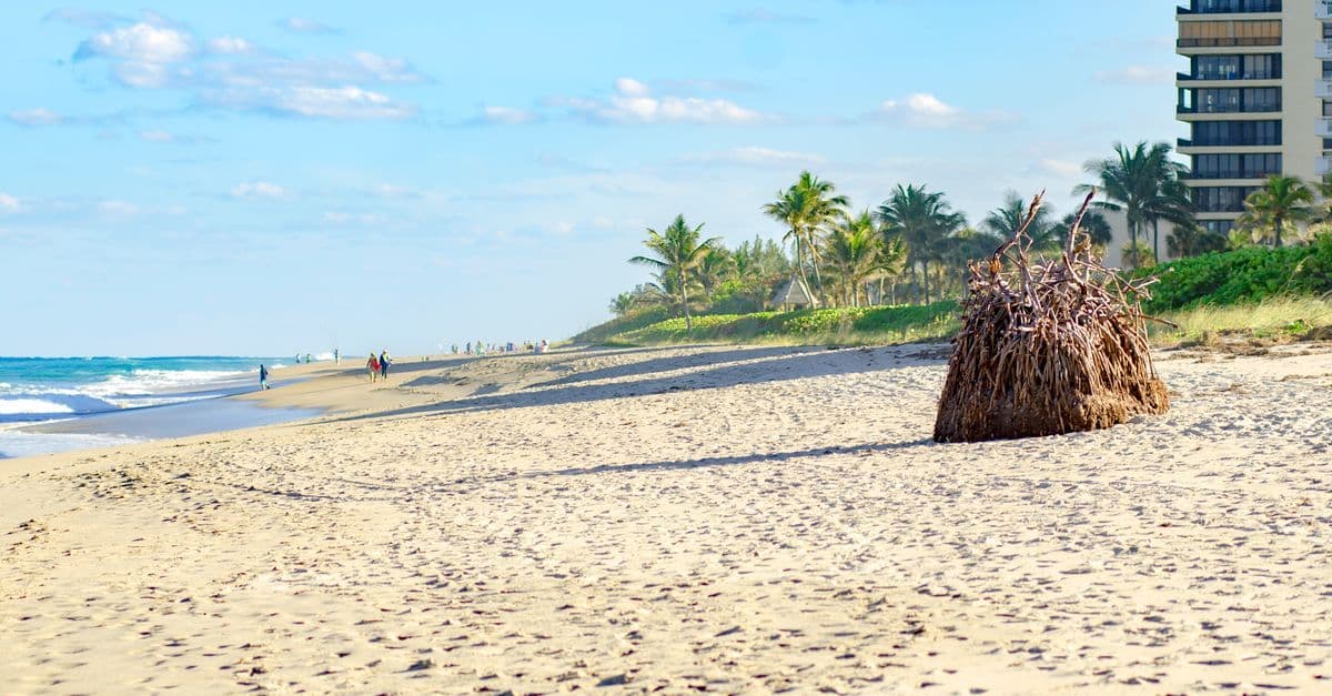 Sunny florida weather day at West Palm Beach during dry season with palm trees and ocean.