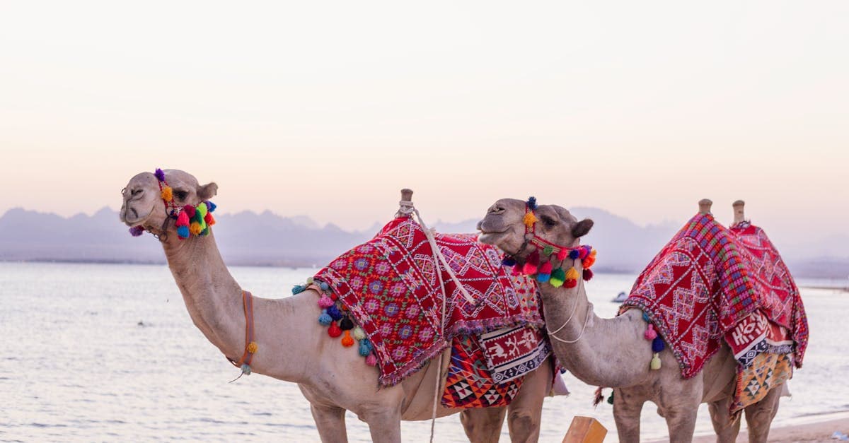 Visum Ägypten Kosten 2026: Was Sie vor der Einreise wissen müssen - eSIM and international travel guide by HelloRoam