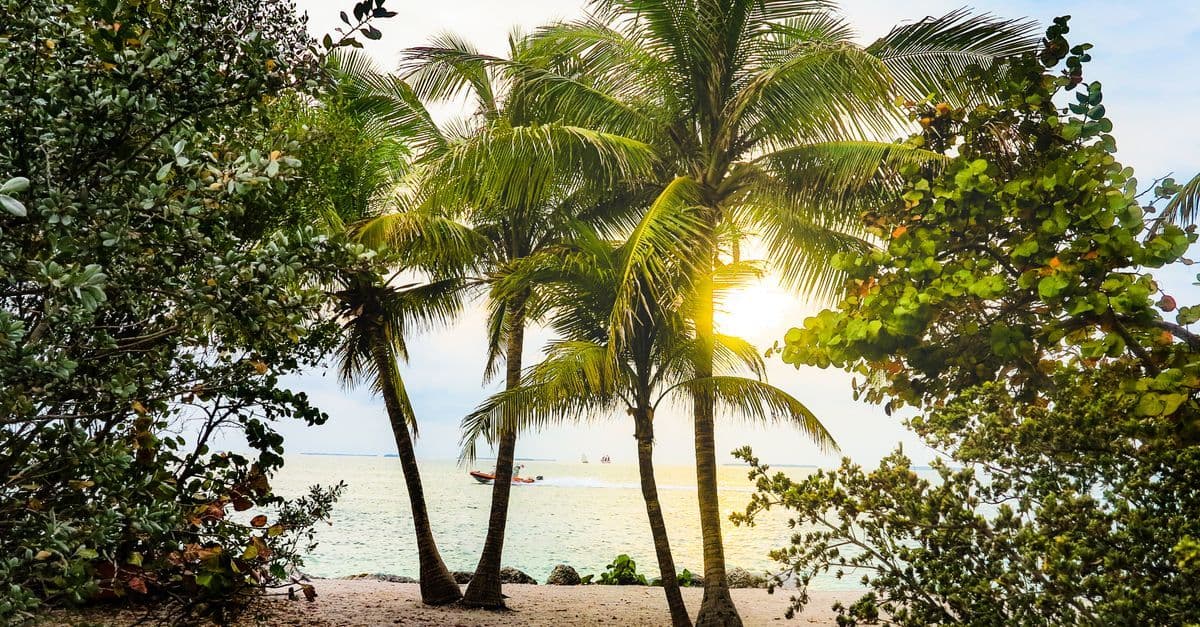 Palm trees silhouetted against a Key West tropical sunset, reflecting Florida's warm climate.