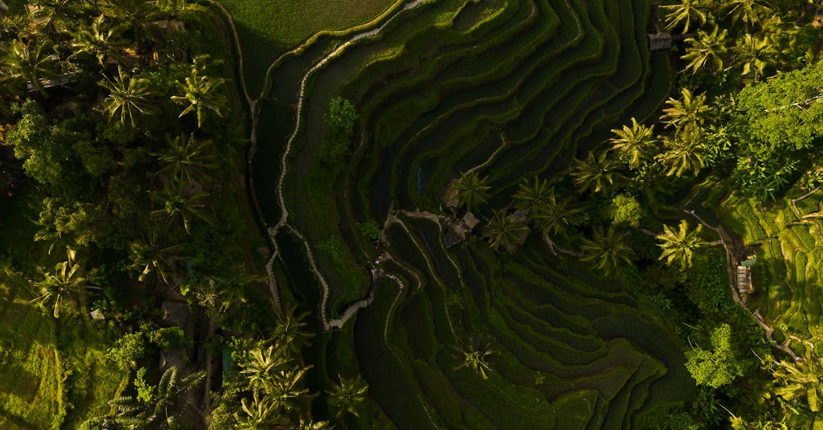 Foto drone terasering sawah hijau Tegallalang dikelilingi pohon kelapa dari ketinggian