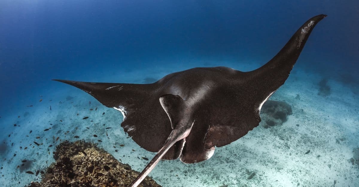 Mantarochen gleitet anmutig durch das türkisfarbene Meer der Malediven während der saisonalen Sichtungszeit