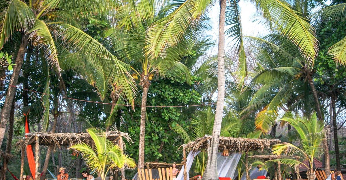 Des palmiers bordent des paillotes au toit de chaume dans un cadre tropical.