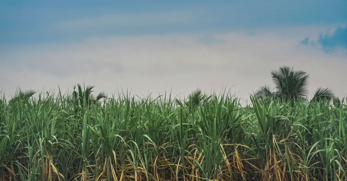 Hohe Zuckerrohrpflanzen stehen unter einem hell bewölkten Himmel, dahinter ragt eine Palme auf.