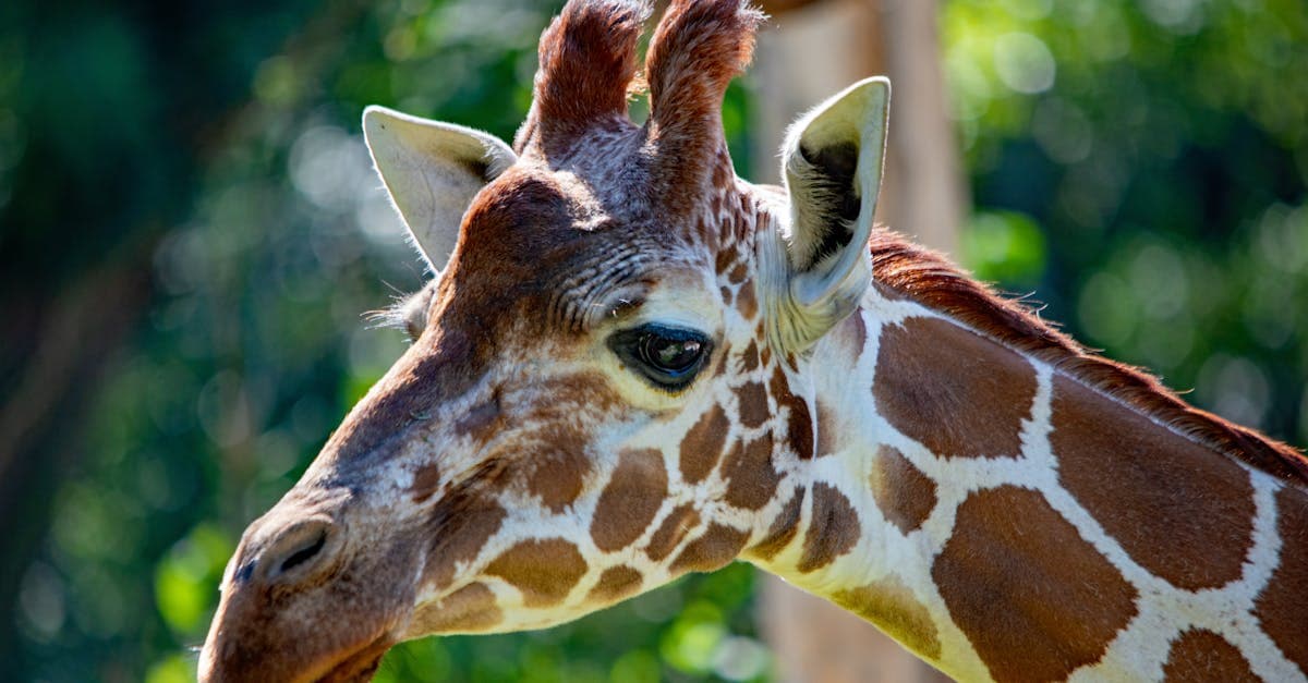 A detailed close-up of a giraffe in Nürnberg Zoo, showcasing its unique pattern and calm demeanor.