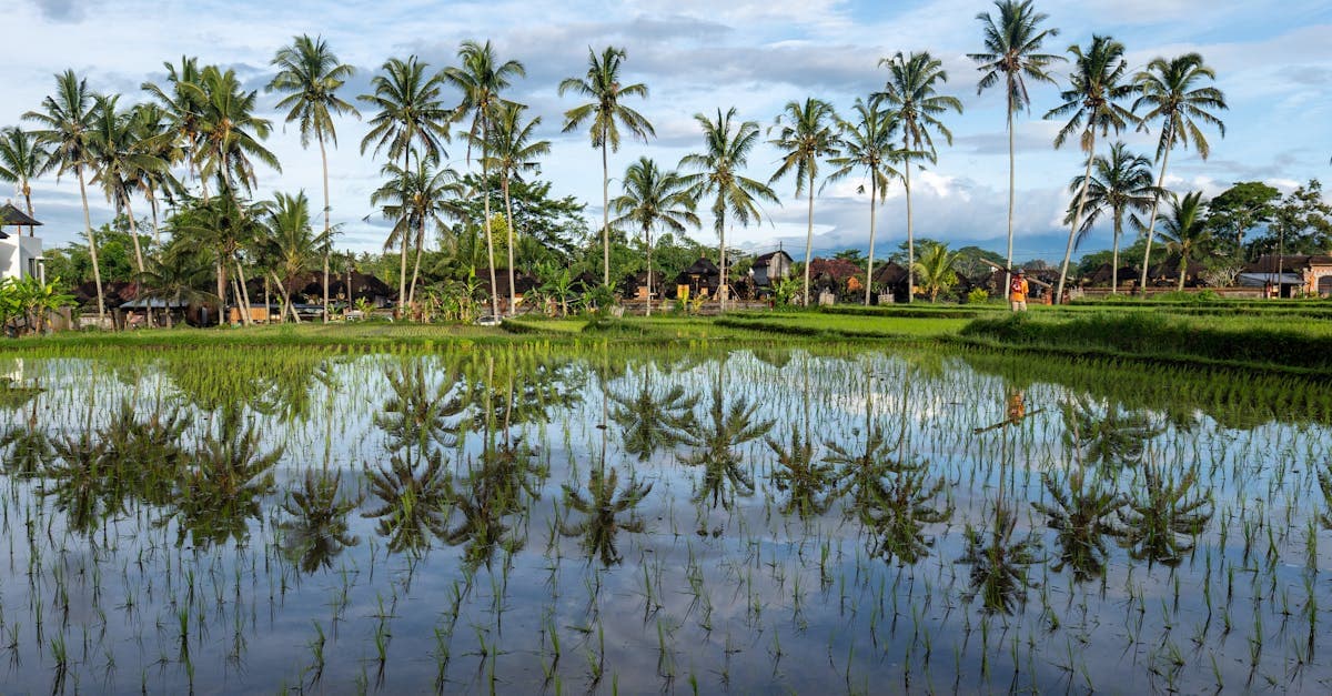 Weelderige rijstvelden op Bali met palmboomreflecties, een voorbeeld van het tropische bali weer